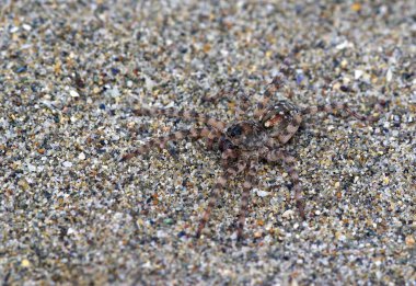 Örümcek Arctosa Cinerea, kumların arasında kamufle oldu.
