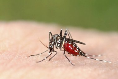 Kaplan sivrisineği (Aedes albopictus) kanla dolu, Avrupa 'da egzotik hastalıklar yayan yabancı bir tür.