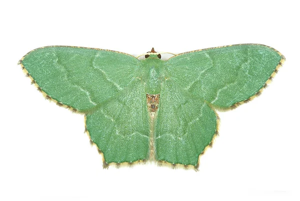 Primer Plano Pequeño Escarabajo Cuernos Largos Leiopus Nebulosus Con Antena —  Fotos de Stock