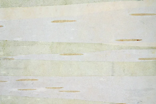 huş ağacının kabuğuna yakın çekim (Betula pendula)