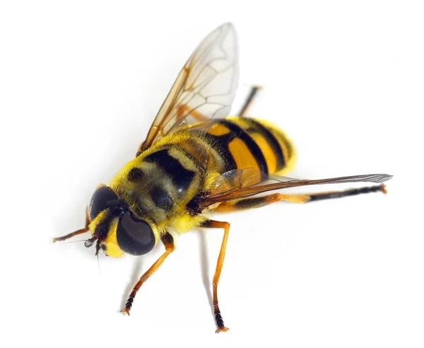 Gros Plan Petit Coléoptère Cornes Longues Leiopus Nebulosus Avec Antenne — Photo