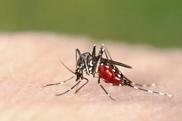 Kaplan sivrisineği (Aedes albopictus) kanla dolu, Avrupa 'da egzotik hastalıklar yayan yabancı bir tür.