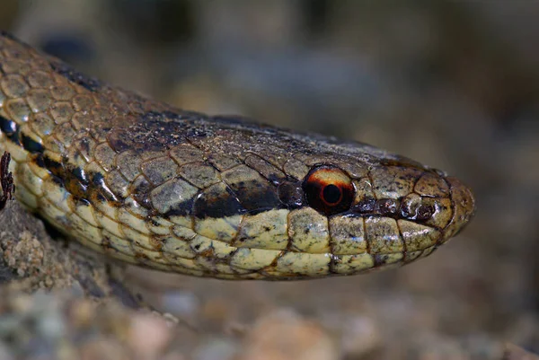 Coronella Austriaca Serpent Européen Inoffensif — Photo