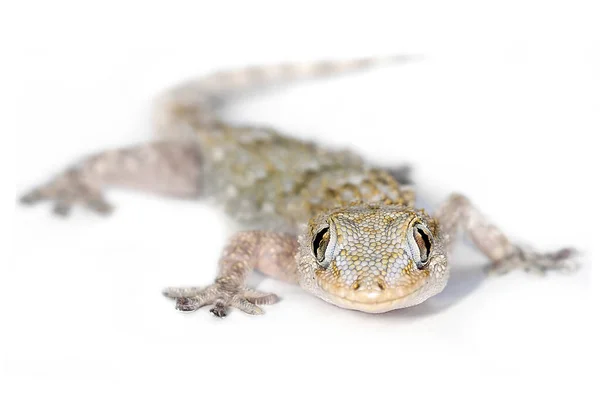 European Common Gecko Mirándote Con Enfoque Selectivo Los Ojos — Foto de Stock