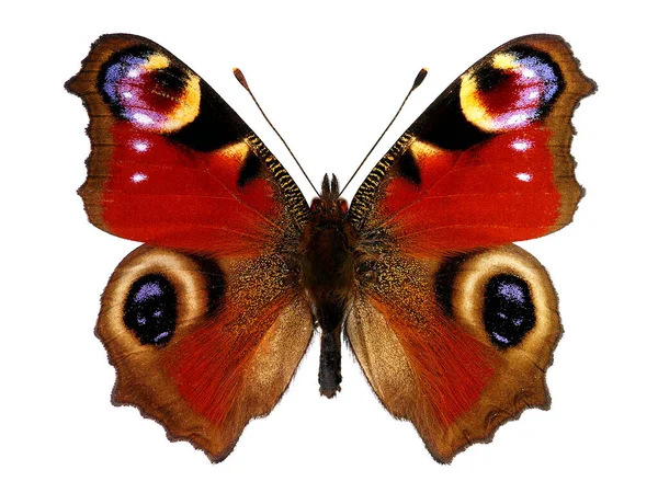 Європейська Павич Метелик Inachis Стокове Зображення