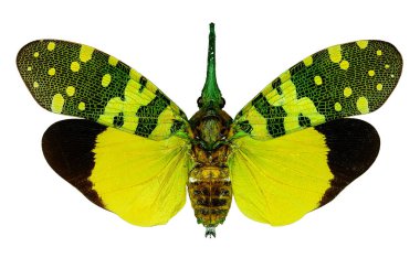 Egzotik planthopper Pyrops viridirostris