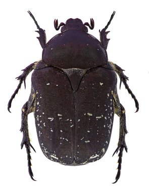 Beyaz arkaplanda gül chafer (Protaetia vidua) izole