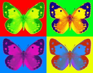 Pop-art tarzında Koyu Bulutlu Sarı (Colias croceus)