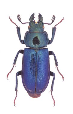 Platycerus capraea, küçük bir Avrupa Geyik Böceği.