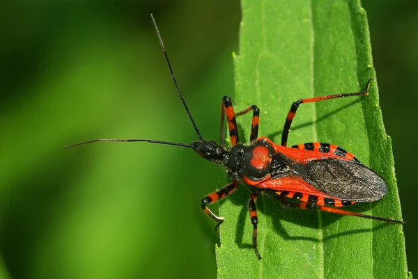 Vražedný Brouk Rhynocoris Iracundus — Stock fotografie