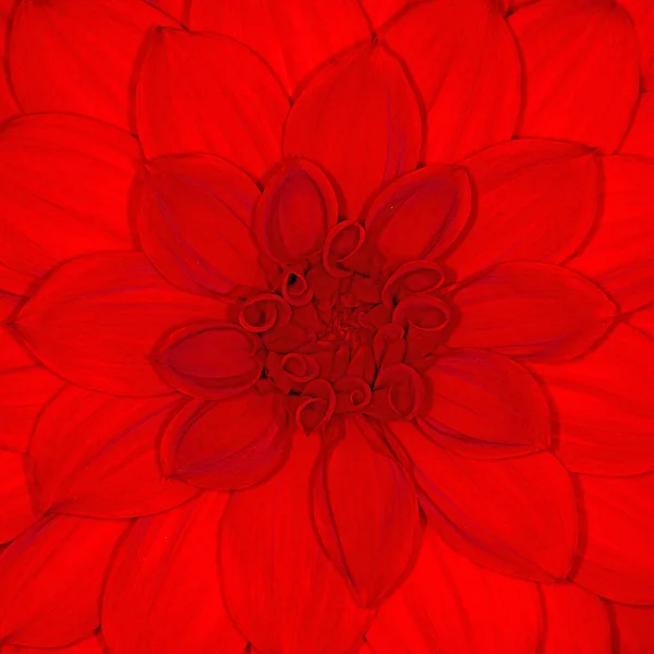 Fleur Dahlia Rouge Gros Plan — Photo