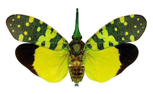 Planteur Exotique Pyrops Viridirostris — Photo