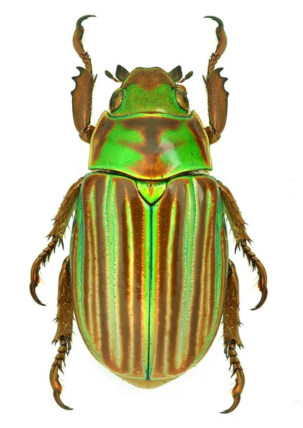 Folha Brilhante Chafers Chrysina Adelaida México — Fotografia de Stock