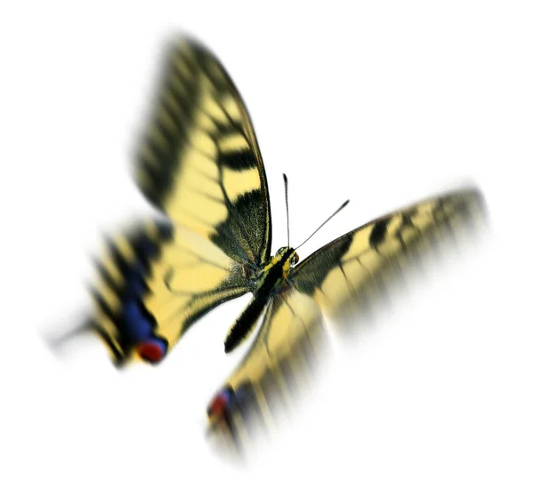 Swallowtail Papilio Machaon Motion Blur — Stock Photo, Image