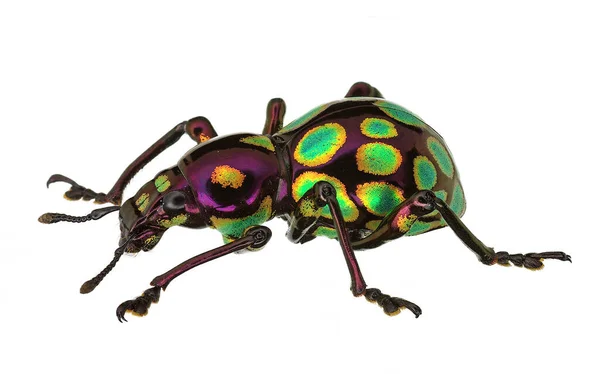 Amazing Exotic Weevil Pachyrhynchus Gemmatus — Stock Photo, Image