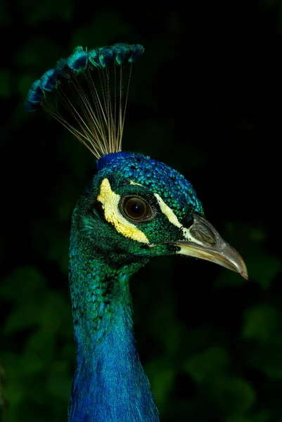 Pavão Indiano Fundo Escuro Uma Floresta — Fotografia de Stock