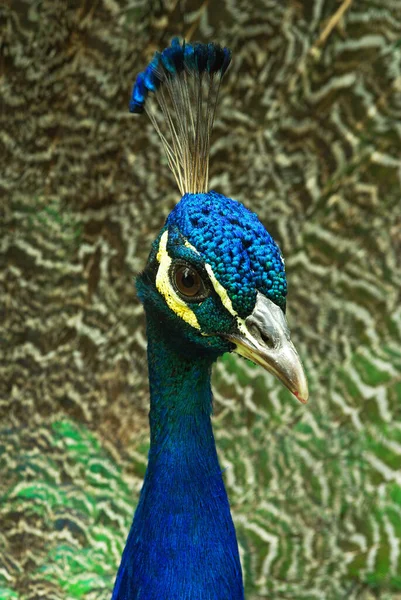 Retrato Peafowl Indiano — Fotografia de Stock