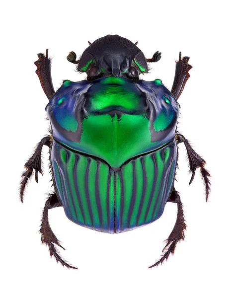 Güzel dubg böceği Oxysternon conspicillatum