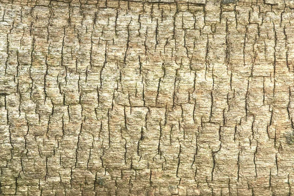 Old Dry Wood Covered Cracks — Stock Photo, Image