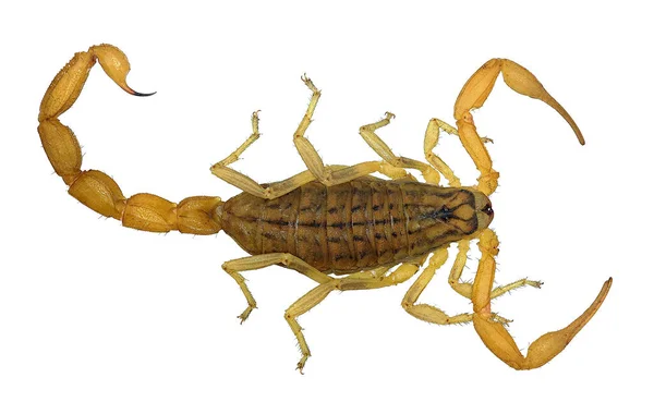 Escorpião Amarelo Mesobuthus Gibbosus Grécia Isolado Sobre Fundo Branco — Fotografia de Stock