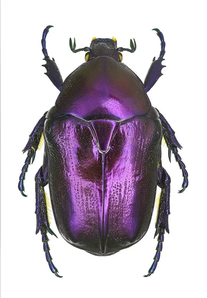 Protaetia Mirifica Rare Endangered European Flower Beetle — Stock Photo, Image