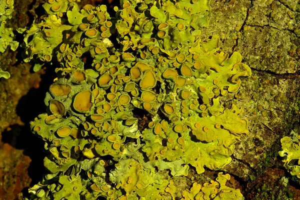 Xanthoria parietina, söğüt kabuğunda sarı bir liken.