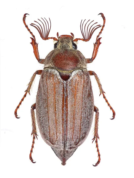 Spécimen Mâle Melolontha Hippocastani Cockchafer Isolé Sur Fond Blanc — Photo