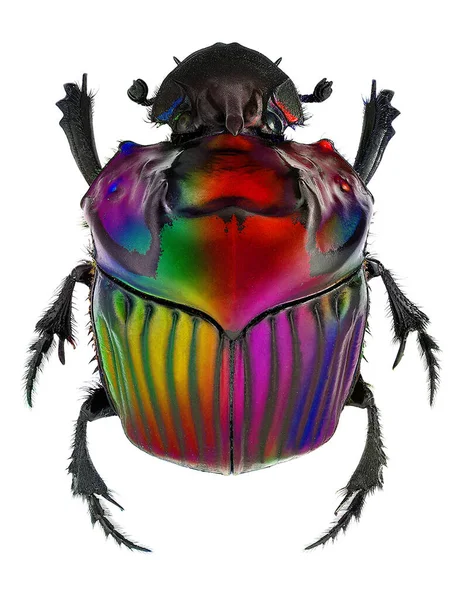 환상의 색깔을 딱정벌레 로열티 프리 스톡 사진