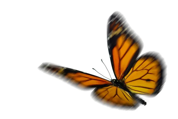 주하는 나비인 모나크 움직임 흐릿하다 스톡 사진