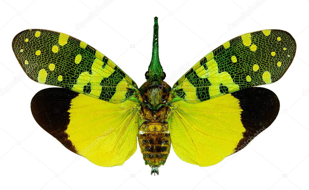 Exotic planthopper Pyrops viridirostris