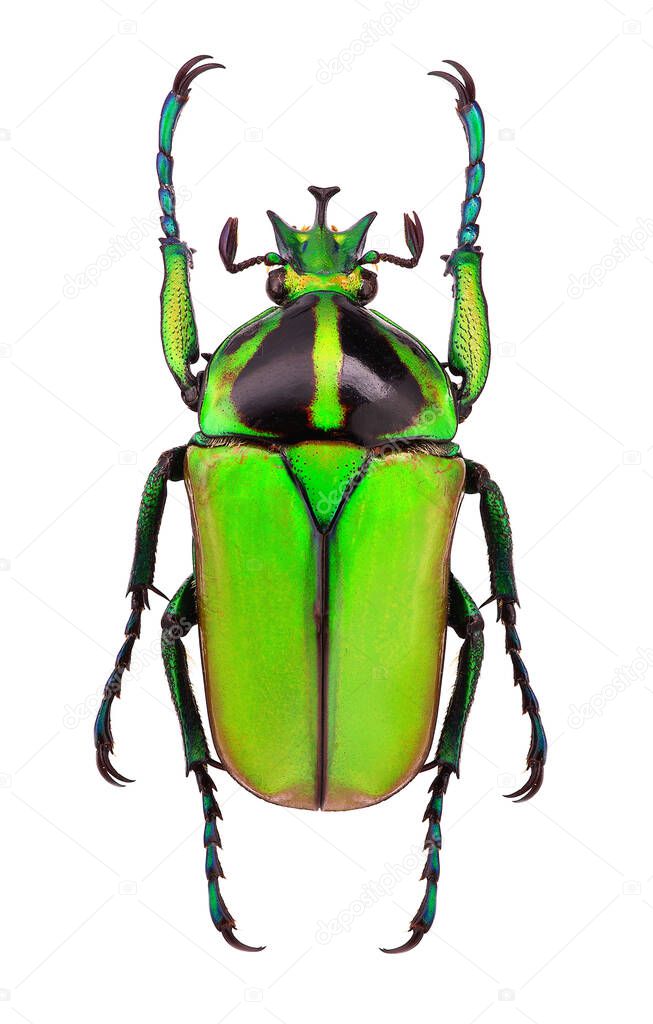 Neptunides polychrous, an African flower beetle. Male specimen.
