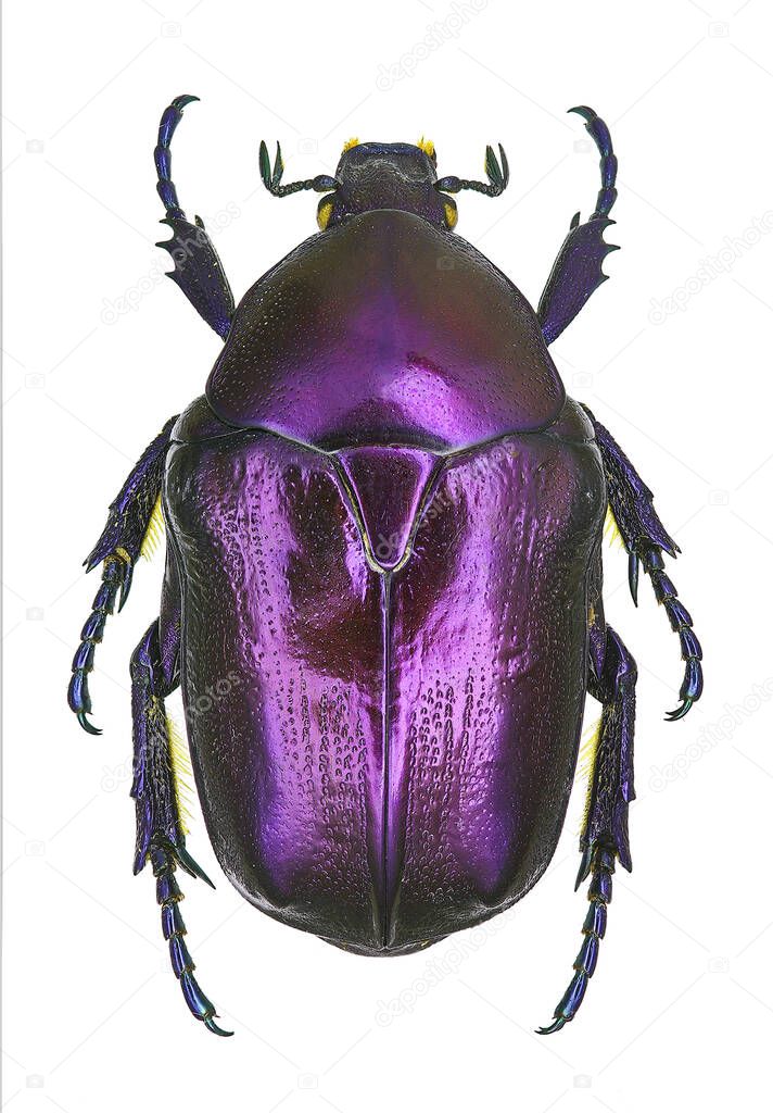 Protaetia mirifica, a rare and endangered European flower beetle
