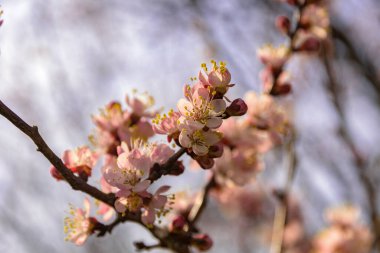 Kayısı ağacı çiçek açıyor, Krasnodar bölgesi, Rusya.