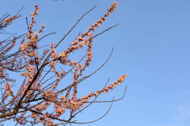 Kayısı ağacı çiçek açıyor, Krasnodar bölgesi, Rusya.