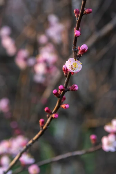 Apricot Tree Blooming Krasnodar Territory Russia — Stock Photo, Image