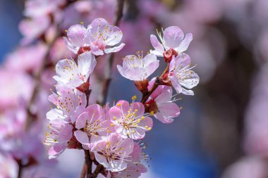 Kayısı ağacı çiçek açıyor, Krasnodar bölgesi, Rusya.