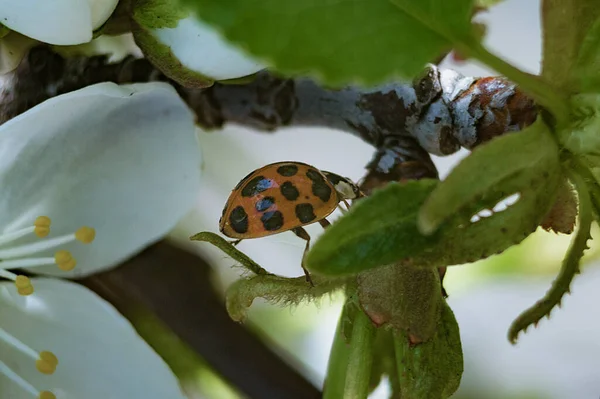 Ladybug Cherry Tree — Stock Photo, Image
