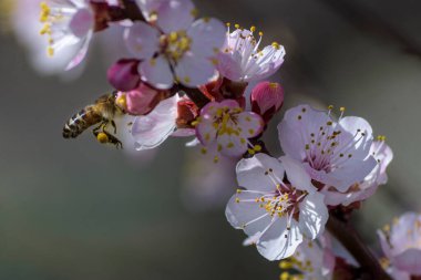 Kayısı ağacındaki nektarın tadını çıkaran bir arı..