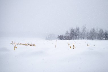 Şubat ayında kar yağışı Wausau, Wisconsin 'de mısır tarlasını kapladı. Saatte 1 ila 2 arası satranç oynanıyor.