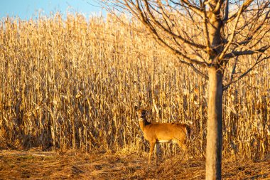 Beyaz kuyruklu geyik (Odocoileus virginianus) geçen sonbaharda hasat için ıslanacak olan Wisconsin mısır tarlasının yanında duran dişi.