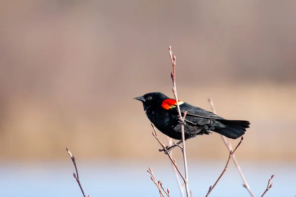 Blackbird Asa Vermelha Macho Alelaius Phoeniceus Empoleirado Ramo Abril Com — Fotografia de Stock