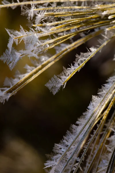 二月的早晨 威斯康星州的松树针头被冻土覆盖着 呈竖向宏观 — 图库照片