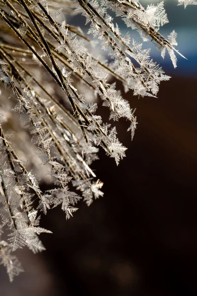 Wisconsinská Borovicová Větev Pokrytá Chrastítkem Únoru Ráno Vertikální Makro — Stock fotografie