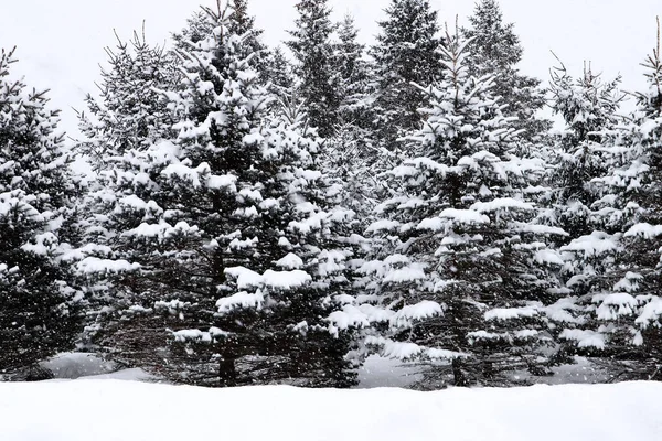 Borovice Únorové Sněhové Bouři Wausau Wisconsin Horizontální — Stock fotografie