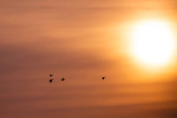 Divoké Kachny Letící Ráno Oranžové Zatažené Obloze — Stock fotografie