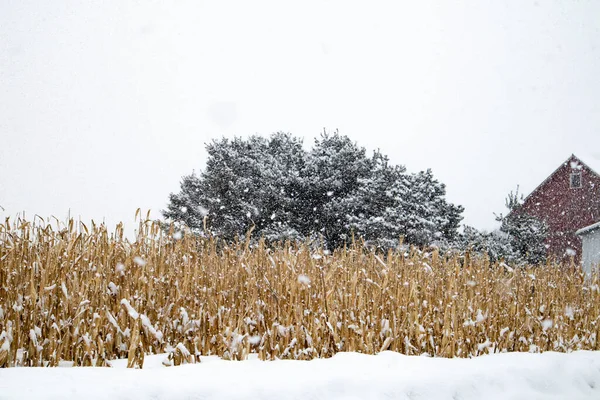 Hóval Borított Kukoricaföld Mellett Egy Pajta Februári Hóvihar Wausau Wisconsin — Stock Fotó