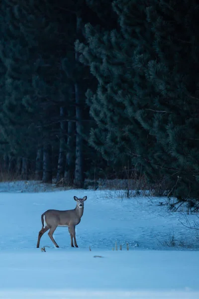 Jeleń Biały Odocoileus Virginianus Zimie Stojący Obok Sosen Mrozem Nich — Zdjęcie stockowe