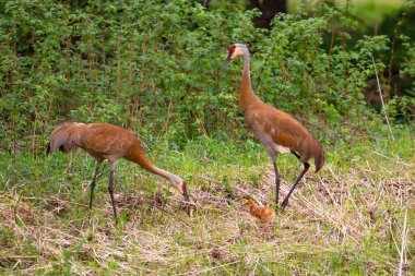 Sandhill Turna Ailesi (Grus canadensis) ve anne tay önünde bir fare tutuyor, yatay