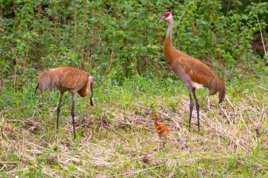 Kum Tepesi Turnaları (Grus kanadensis) ailesi ve yeni yakaladığı fareyi yatay olarak tutan anne.