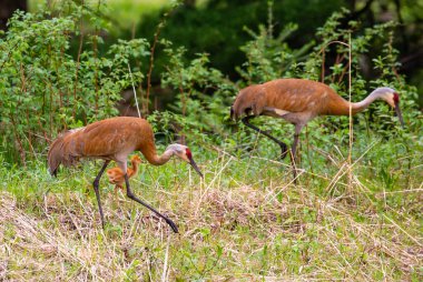 Sandhill Crane ailesi (Grus canadensis) ve dişi tay Mayıs ayında Wausau, Wisconsin 'de yiyecek arayışında.